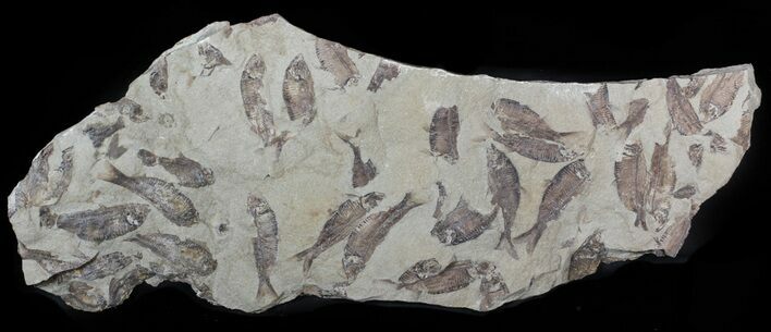 Fossil Fish (Gosiutichthys) Mortality Plate - Lake Gosiute #63155